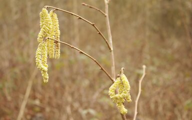 Catkins hanging off a branch
