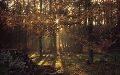 Sun through autumnal trees