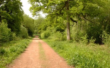 Forest Road running through broadleaf woodland