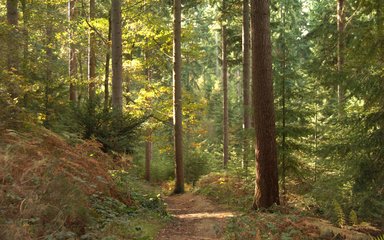 unsurfaced forest clearing 