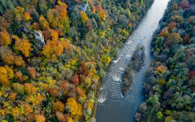 Aerial view of forest in autumn colour with a river running through it