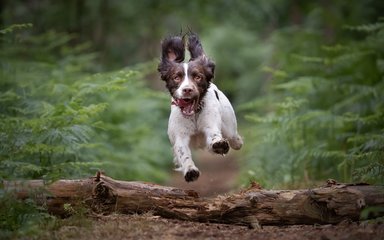 Brown and white dog jumping over a log
