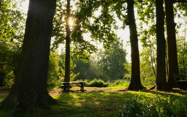 Picnic table surrounded by trees