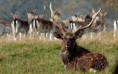 Sika deer stag sat down with group of hinds behind.