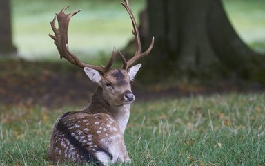 Fallow deer male with large antlers sat on the ground