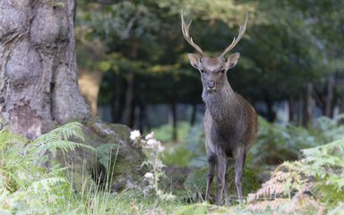 Sika deer stag in woodland