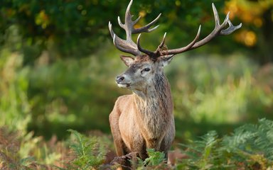 Red deer stag stood in bracken 