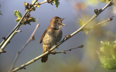 Bird sat on perch