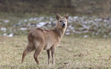 Chinese water deer in a field on a cold day