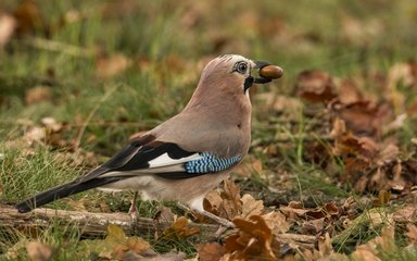 Jay holding an acorn in its beak