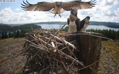 Gilsland the osprey lands after first flight