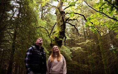 A couple in a woodland looking up at a sunlit tree.