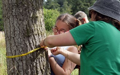 A young person wraps a measuring tape around a tree trunk with the help of a forest leader dressed in green.