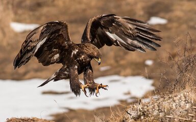 Golden Eagle swooping to the ground with arched wings and talons extended.