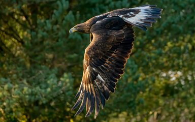 Close-up of a Golden Eagle in flight, with intricate feathers of wing and tail clearly seen.