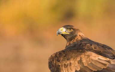 Close-up of a Golden Eagle, the side profile of its beak with yellow colouring very visible.