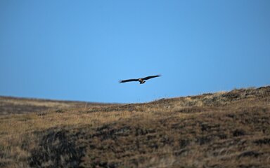 Seen from a distance, a Golden Eagle with spread wings in flight against a blue sky.