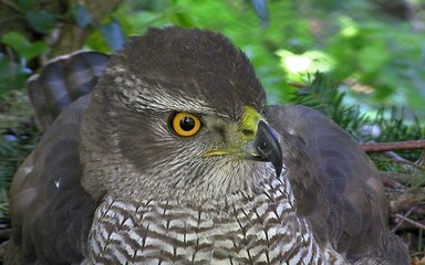 close up of Goshawk sat on its nest