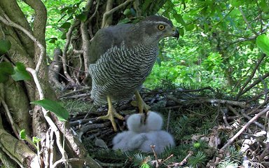 Goshawk and two chicks waiting to be fed in nest of twigs