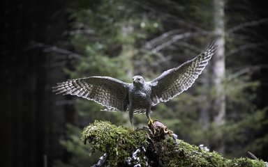 A goshawk with open wings perched on a mossy branch