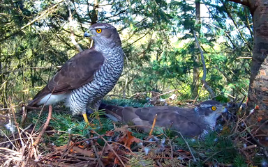 Two goshawks on a nest.