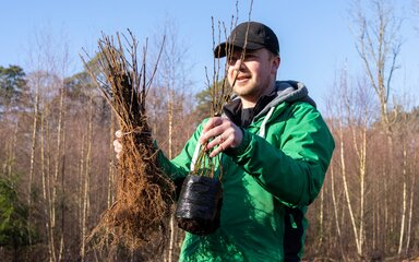 A man in Forestry England uniform holding up saplings ready to plant.