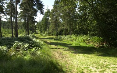 Grassy path running through tall trees in the forest on a sunny day