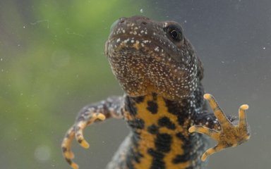 Great crested newt - orange and black patterned newt