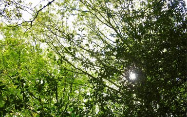 looking up into trees