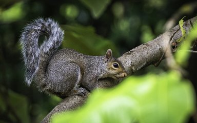 grey squirrel perched on a branch with a green leaf in the foreground