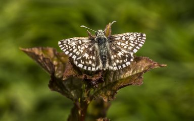 Grizzled skipper butterfly on young leaves 