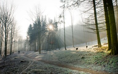 Frosty woodland in winter with bare trees and two dogs running.