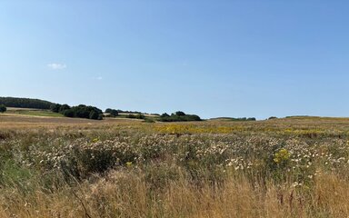 Grassy meadow with a blue sky.