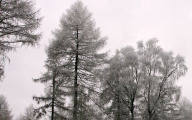 hoar frost