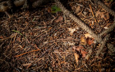 Hairy wood ants