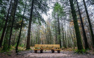 A wooden bench with seats at different heights in the forest.