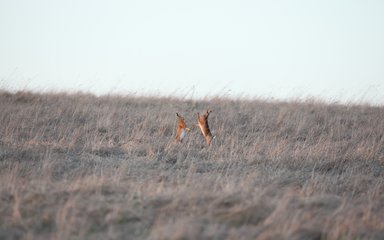A pair of hares box in the sun