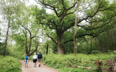 A woman and two boys walking in a forest, next to a large, ancient tree