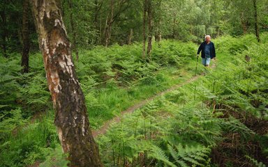 A man walking along a path surrounded by ferns