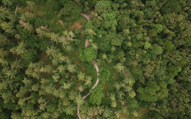 Aerial photo showing a trail winding its way through the trees