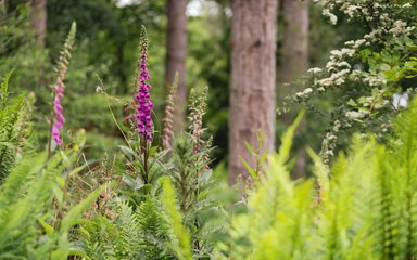 Purple foxgloves in bloom in the foreground with tree trunks in the background