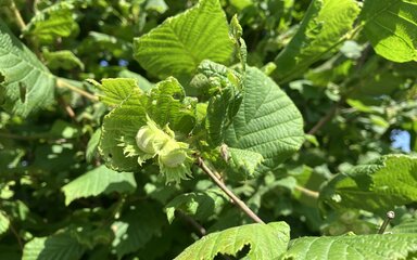 hazel in June