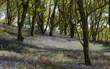 Bluebell woodland in Hazelborough Wood