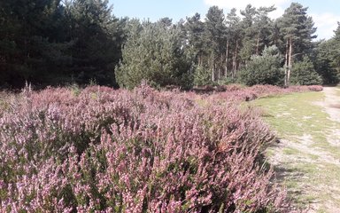 A heathland strip at Ostler's Plantation