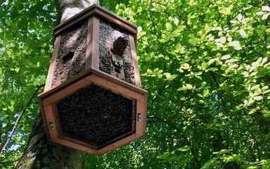 A natural bee house wooden structure hanging from a tree