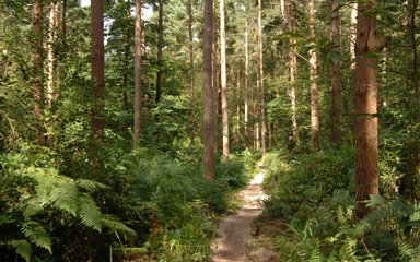 Thin trail running through conifer woodland 