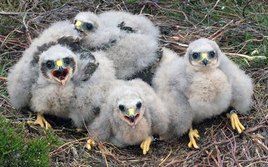 Four fluffy hen harrier chicks sat in a nest