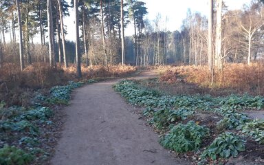 Heritage trail at High Lodge