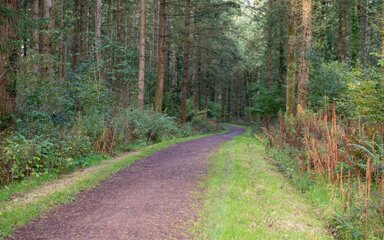 A path through the forest, with tall trees on either side.