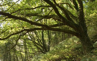 Ancient forest on steep hillside